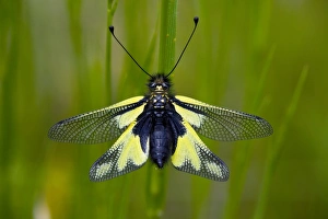 Dragonflies In Europe Prints: Ascalaphid
