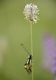 Prints of Ascalaphid insect (Libelloides coccajus) resting on a hoary plantain stem (Plantago media) at dawn. Photographed in June Images Dated 2006 June: Ascalaphid insect Print on Hoary Plantain Stem