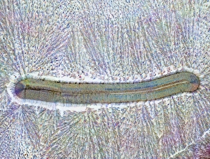 Polarised Light Microscopy Images Prints: Ascorbic and citric acid crystals, PLM