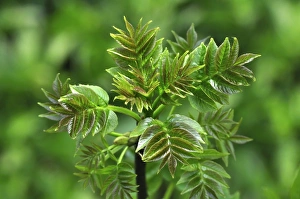 British Woodland Scenes Prints: Ash leaves