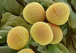 Images Dated 2000: Ash Tree Pollen Grains Print