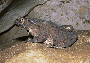 Prints of Asian giant toad (Bufo asper) on a rock in a limestone cave. This is the largest toad in the Malay Peninsula, and is frequently encountered along streams and rivers Images Dated 2006 December: Asian Giant Toad Print on Limestone Rock