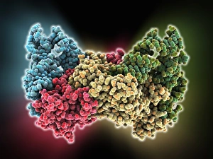 Aspartyl-tRNA synthetase protein molecule Aspartyl-tRNA synthetase protein molecule