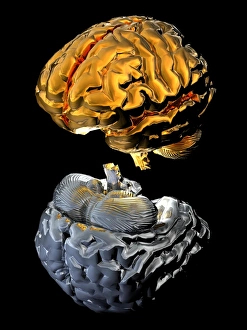 Neurology Images Prints: Aspects of human brains