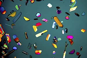Aspirin crystals, light micrograph Print