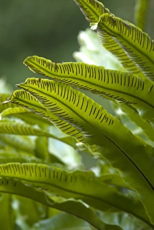 Autumn Foliage Photos Prints: Asplenium scolopendrium C016 / 4368