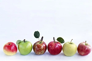 Fresh Apples Prints: Assorted apples C014 / 1516