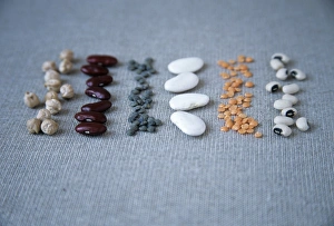 Dry Legumes Prints: Assorted beans and pulses
