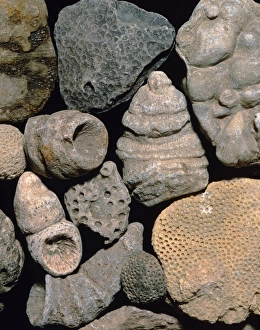 Assortment of fossils from the Silurian period Assortment of fossils from the Silurian period