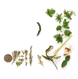 Culinary Herbs Prints: Assortment of herbs