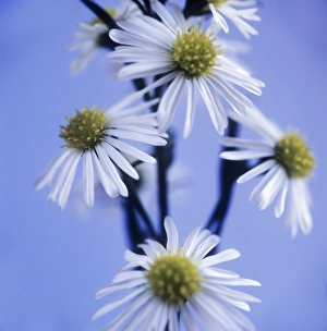 Fresh Cut Flowers Prints: Aster flowers (Aster sp. )