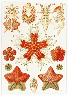 Ernst Haeckel Art Prints: Asteroidea organisms, artwork