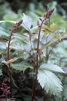 Summer Garden Plants Prints: Astilbe (Astilbe sp. )