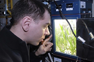 Astronaut plant experiment on the ISS C016/4206 Astronaut plant experiment on the ISS C016/4206