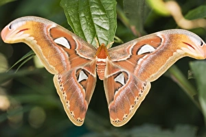 Prints of Atlas moth (Attacus atlas). This distinctively shaped moth is the largest in the world. It can be found in India, China, Malaysia and Indonesia Images Dated 2006 November: Atlas moth Print - Large Insect