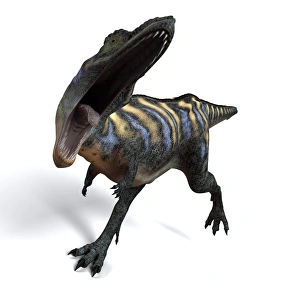 Theropod Dinosaur Species Prints: Aucasaurus dinosaur, artwork