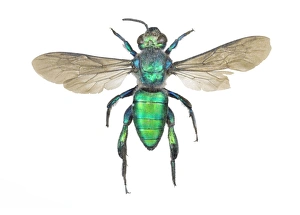 Prints of Augochlora sweat bee (Augochlora pura). The sweat bees are so-called because they are often attracted to perspiration. This specimen is from Brazil Images Dated 2011 October: Augochlora pura Sweat Bee Print
