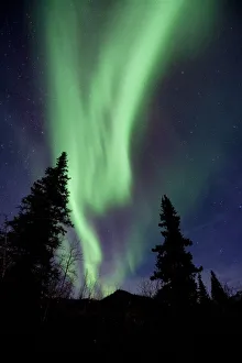 Prints of Aurora borealis over trees. This coloured light display (the northern lights) is visible in the night sky at high latitudes Images Dated 2010 June: Aurora borealis over trees Print