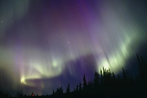 Images Dated 2000: Aurora borealis Print: Northern Lights over Conifer Trees