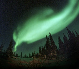 Prints of Aurora borealis seen over trees through a fish-eye lens. This coloured light display (the northern lights) is visible in the night sky at high latitudes Images Dated 2002 August: Aurora borealis over trees, fish-eye lens print