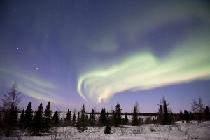 Solar Wind Effects Prints: Aurora borealis over trees