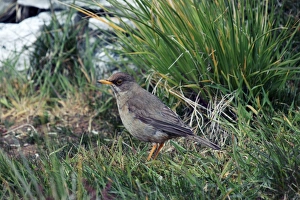 Falkland Islands Nature Photography Prints: Austral thrush