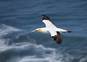 Gannet In Flight Prints: Australian gannet
