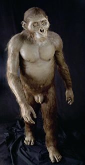 Australopithecus Afarensis Prints: Australopithecus afarensis