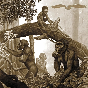 Prints of Australopithecus africanus. Artwork of a family of Australopithecus africanus hominins in a forest. A Images Dated 2012 August: Australopithecus africanus Family Group Print