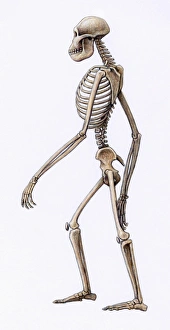 Australopithecus africanus Skeleton Print