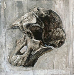 Human Evolutionary Tree Prints: Australopithecus africanus skull