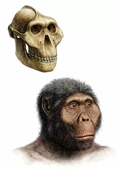 Images Dated 28th June 2006: Australopithecus boisei