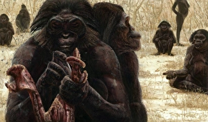 Early Human Evolution Prints: Australopithecus culture