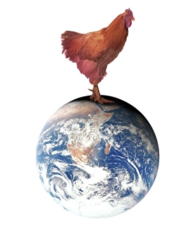 Prints of Avian flu. Conceptual computer artwork depicting a giant rooster standing on top of the Earth. Avian flu is a viral disease of poultry Images Dated 2006 April: Avian Flu Print: A Giant Rooster Standing on the Earth