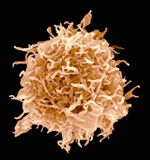 Immune System Cells SEM Prints: B-cell, SEM