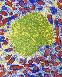 Erythrocyte Structure Prints: b2380050