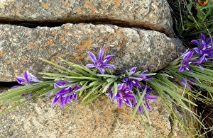 Western Cape Flora Prints: Babiana framesii