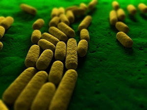 Images Dated 2012 April: Bacillus subtilis bacteria Print