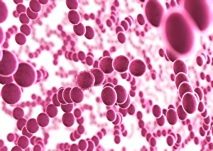Prints of Bacteria. Computer artwork of a multitude of spherical (cocci) bacteria Images Dated 2003 September: Bacteria Print - Spherical Cocci