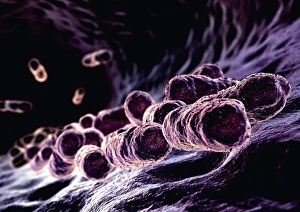 Bacterial Cell Structure Prints: Bacteria, computer artwork