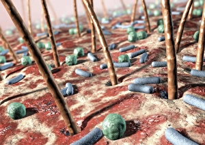 Prints of Bacteria on skin. Computer artwork of bacteria (blue and green) on human skin. Many types of bacteria are found on human skin, especially associated with sweat glands and hair follicles Images Dated 2005 August: Bacteria on Skin Print