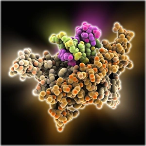 Molecular Biology Images Prints: Bacterial regulator-DNA complex