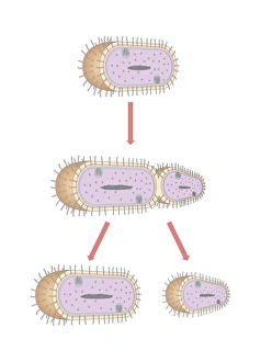 Binary Fission Process Prints: Bacterial replication, artwork