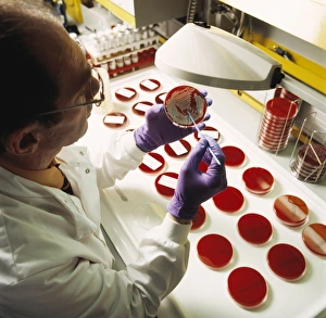 Laboratory Scientist Prints: Bacterial research
