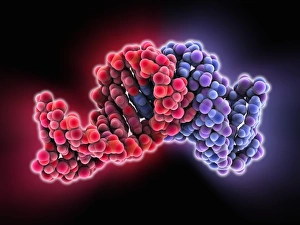 Images Dated 8th February 2013: Bacterial RNA Plasmid Loop-Loop Complex Print