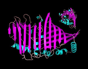 Images Dated 26th June 2006: Bacteriochlorophyll-containing protein molecular model print