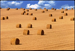 Straw Bales Prints: Bales of straw