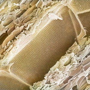 Balsa wood structure Print, SEM image of longitudinal section