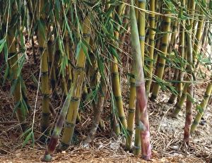 Bamboo Plant Prints: Bamboo (Chusquea culeou)