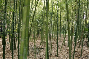 Exotic Plant Life Prints: Bamboo (Phyllostachys sp. )
